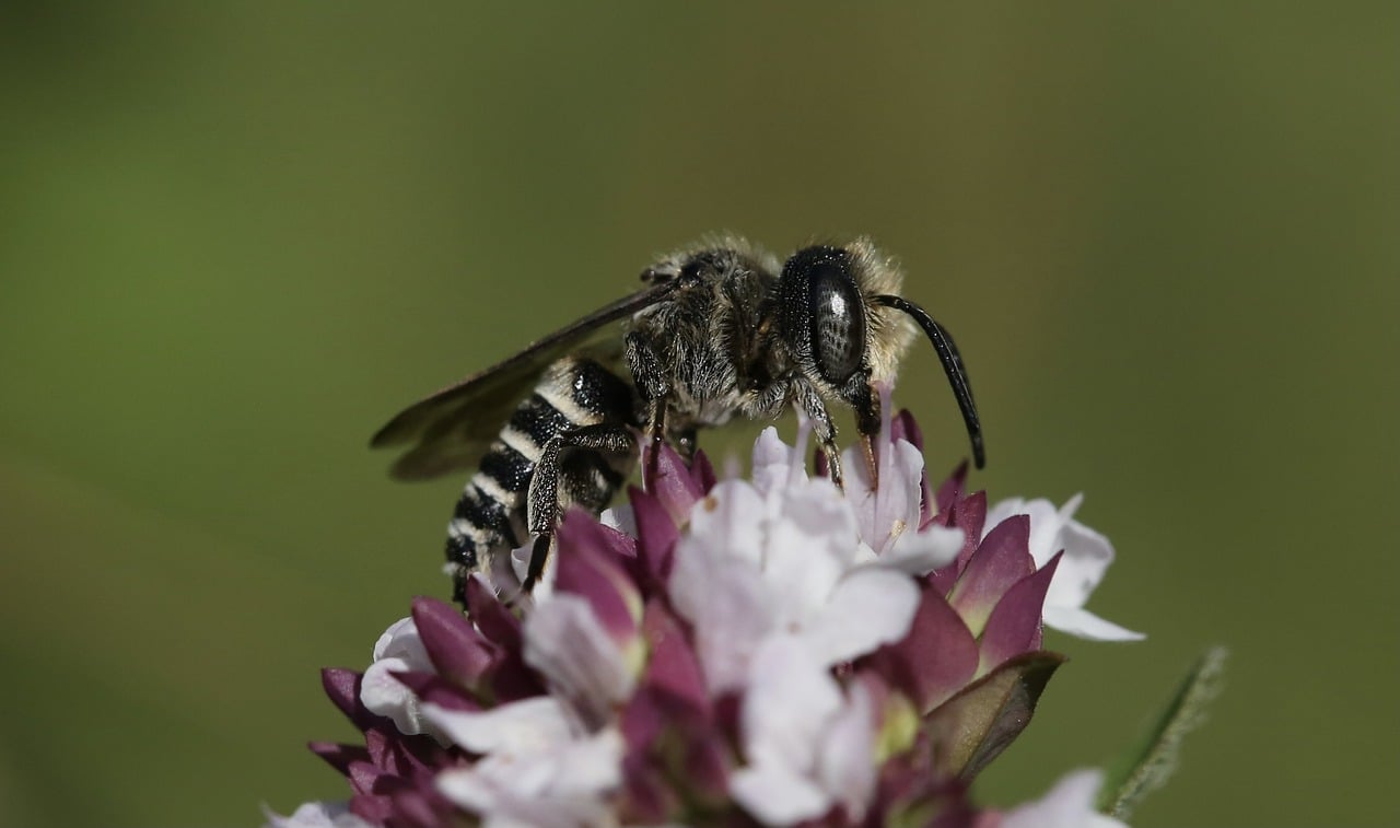 Living Laboratories - The Role of Biosphere Reserves in Conservation Science